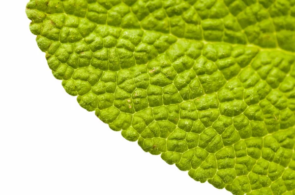 Salvia Grönt Blad Närbild Skott — Stockfoto