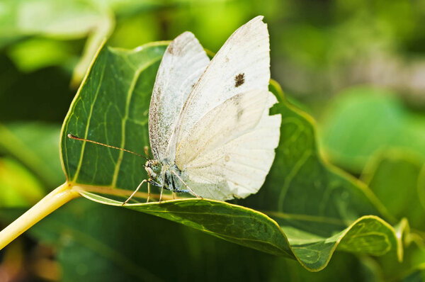 close-up of beautiful Cabbage Butterfly, Pieris Brassicae