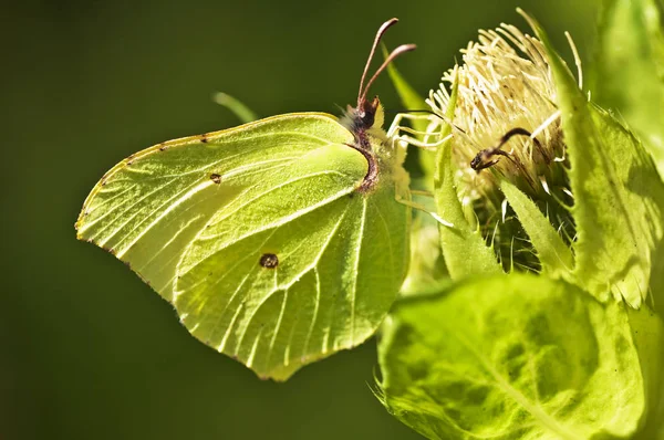 Farfalla Zolfo Seduta Sul Fiore Nel Prato Nella Giornata Sole — Foto Stock
