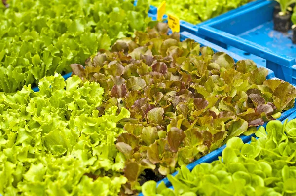 Plántulas Ensalada Tiro Cerca — Foto de Stock