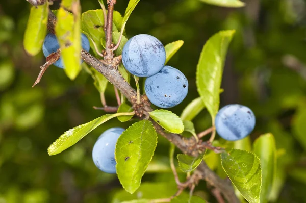 Blaudornfrüchte Zweigen Garten — Stockfoto