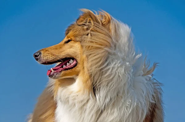 Collie Dog Vicino — Foto Stock