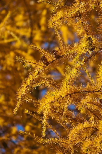 Lärchenzweige Herbstlichen Licht Nahaufnahme — Stockfoto