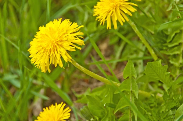 Äng Med Gul Maskros Blommor — Stockfoto