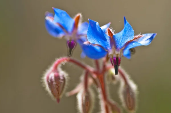 驚くべき色の花のクローズ アップ — ストック写真
