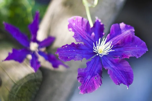 Fundo Floral Com Flores — Fotografia de Stock