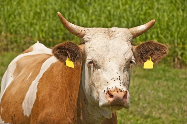 Koe Groene Weide Grazen Zonnige Dag — Stockfoto