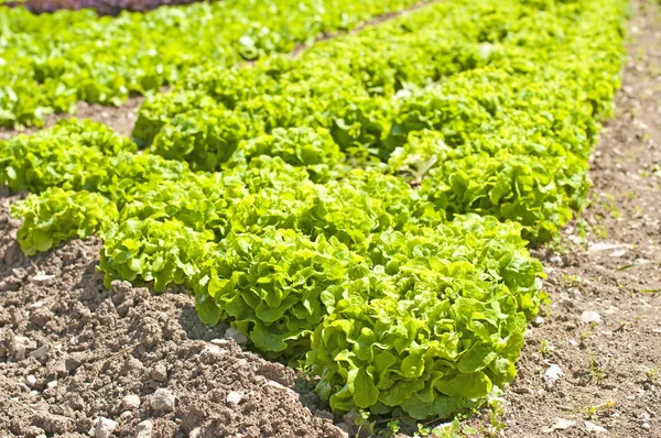 Salatanbau Auf Feld Aus Nächster Nähe — Stockfoto