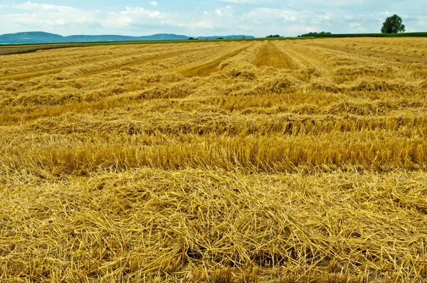 Campo Restolho Com Vista Panorâmica — Fotografia de Stock