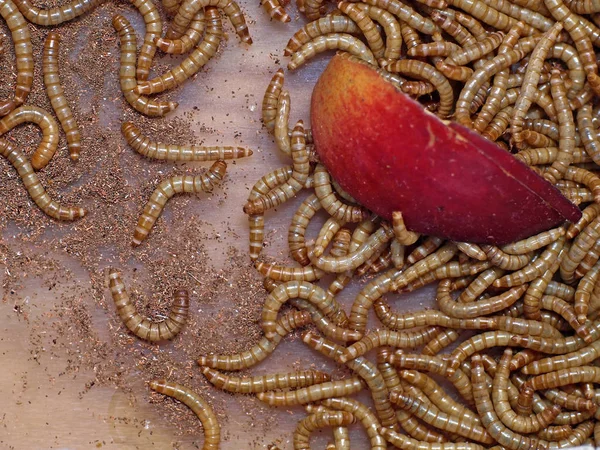 Worms Eating Sweet Apple Fruit Floor Close — Stock Photo, Image