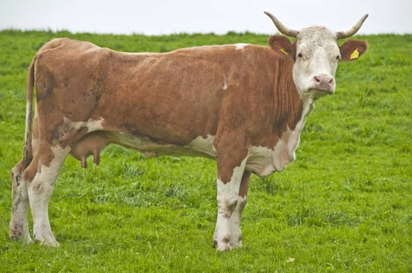 Vaca Pastando Pasto Verde Dia Ensolarado — Fotografia de Stock