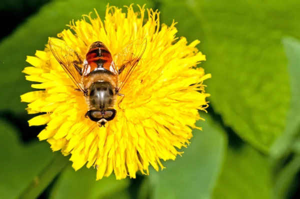 Weiland Met Gele Paardebloem Bloem Met Bee — Stockfoto