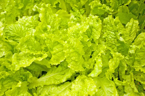Frischer Schmackhafter Salat Aus Nächster Nähe — Stockfoto