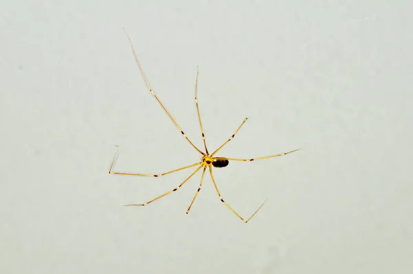 Papa Longlegs Isolé Sur Fond Blanc Gros Plan — Photo