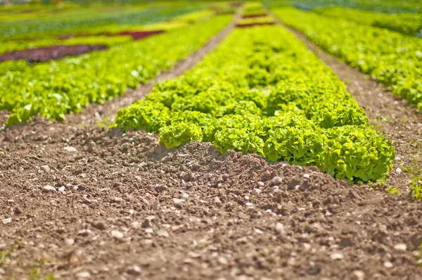 Salad Cultivation Field Close — Stock Photo, Image