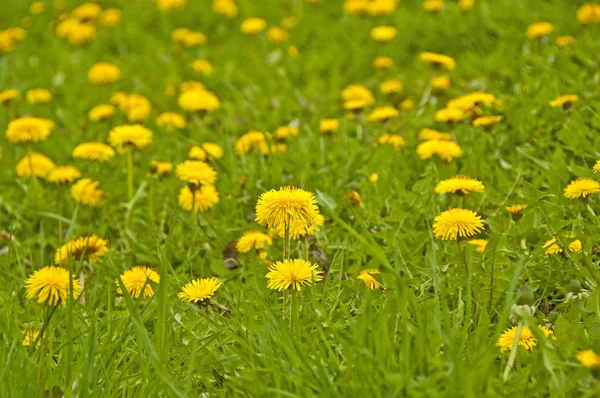 Meadow Yellow Dandelion Flowers — Stock Photo, Image