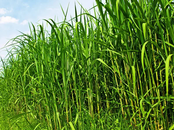 ディーゼルの加熱生産のための再生可能な資源転換草 — ストック写真