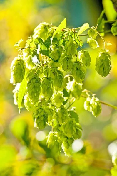 Luppolo Fresco Verde Sfondo Sfocato — Foto Stock