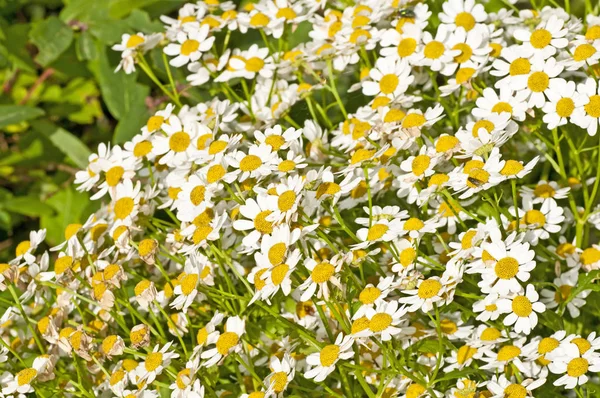 Feverfew Flowers Close Shot — Stock Photo, Image