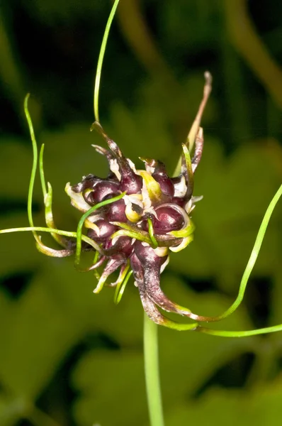 Photo Gros Plan Belle Fleur Fleurs — Photo