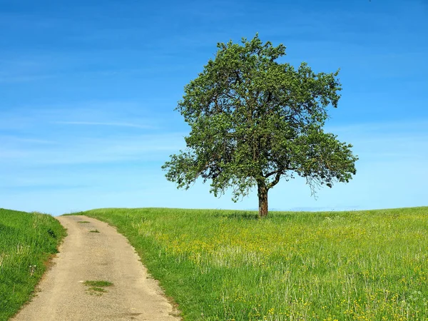Photo Old Tree Green Field Blue Sky Background Stock Picture