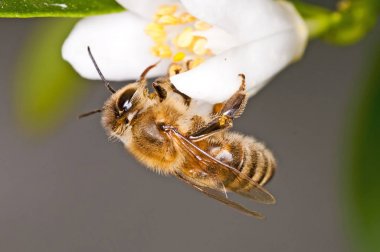 Arı üzerinde beyaz çiçek yakın çekim fotoğraf