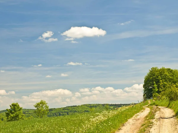 Wiese Mit Vielen Bunten Blumen — Stockfoto