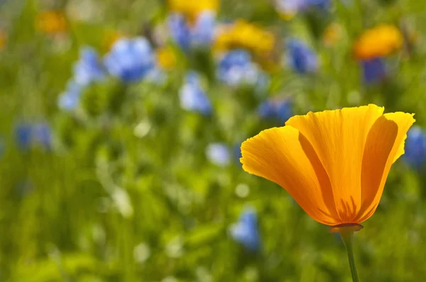 Californian Poppy Flores Close Tiro — Fotografia de Stock