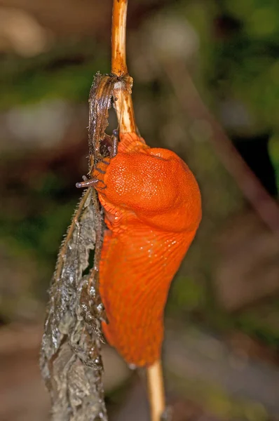 Photo Gros Plan Escargot Dans Nature — Photo