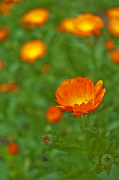 驚くべき色の花のクローズ アップ — ストック写真