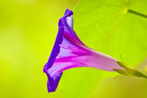 Bela Flor Glória Manhã Roxa Close — Fotografia de Stock