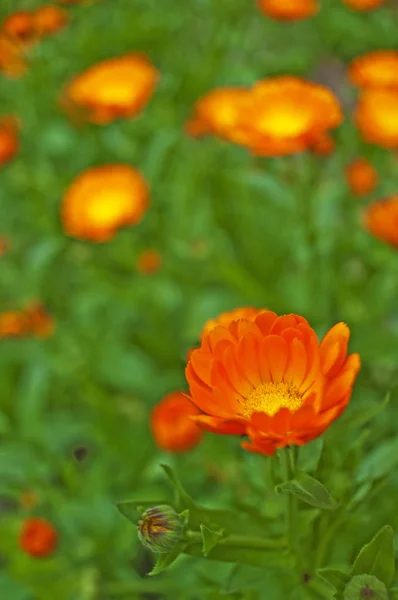 マリーゴールドの花を閉じるショット — ストック写真