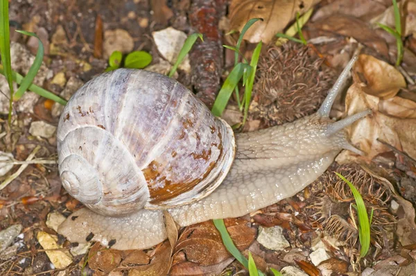 Close Photo Snail Nature — Stock Photo, Image