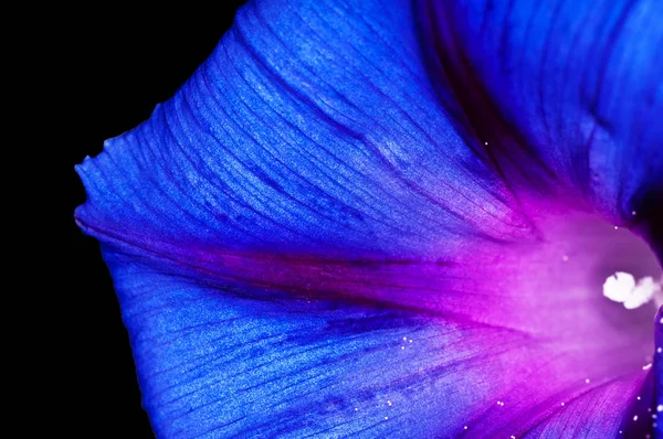 Όμορφη Μπλε Δόξα Πρωινού Λουλούδι Γκρο Πλαν — Φωτογραφία Αρχείου