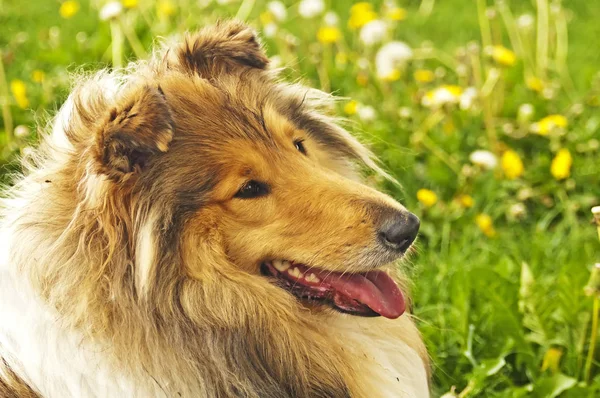 Collie Kutya Zár Megjelöl Szemcsésedik — Stock Fotó