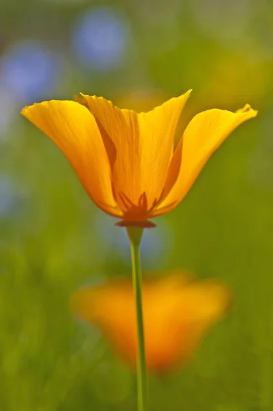 カリフォルニア ポピーの花クローズ アップ ショット — ストック写真