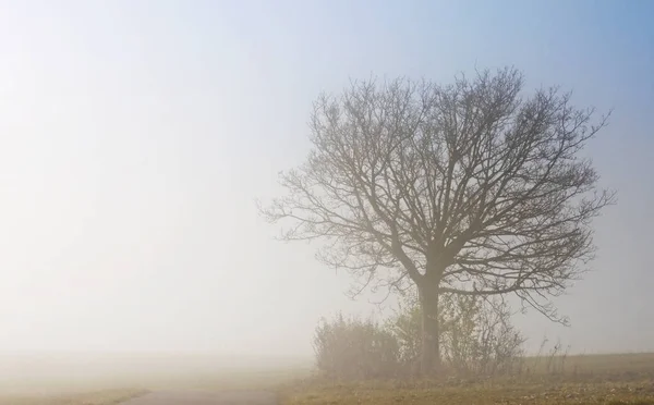 秋天的雾降 自然概念 — 图库照片