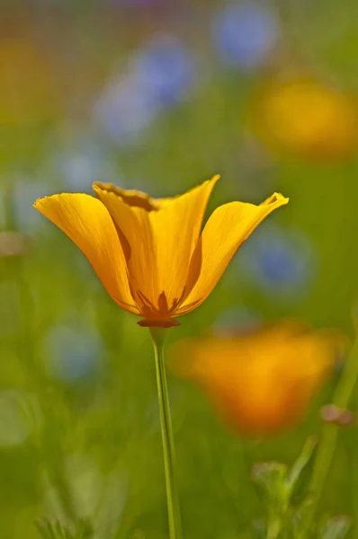 Californian Poppy Flores Close Tiro — Fotografia de Stock