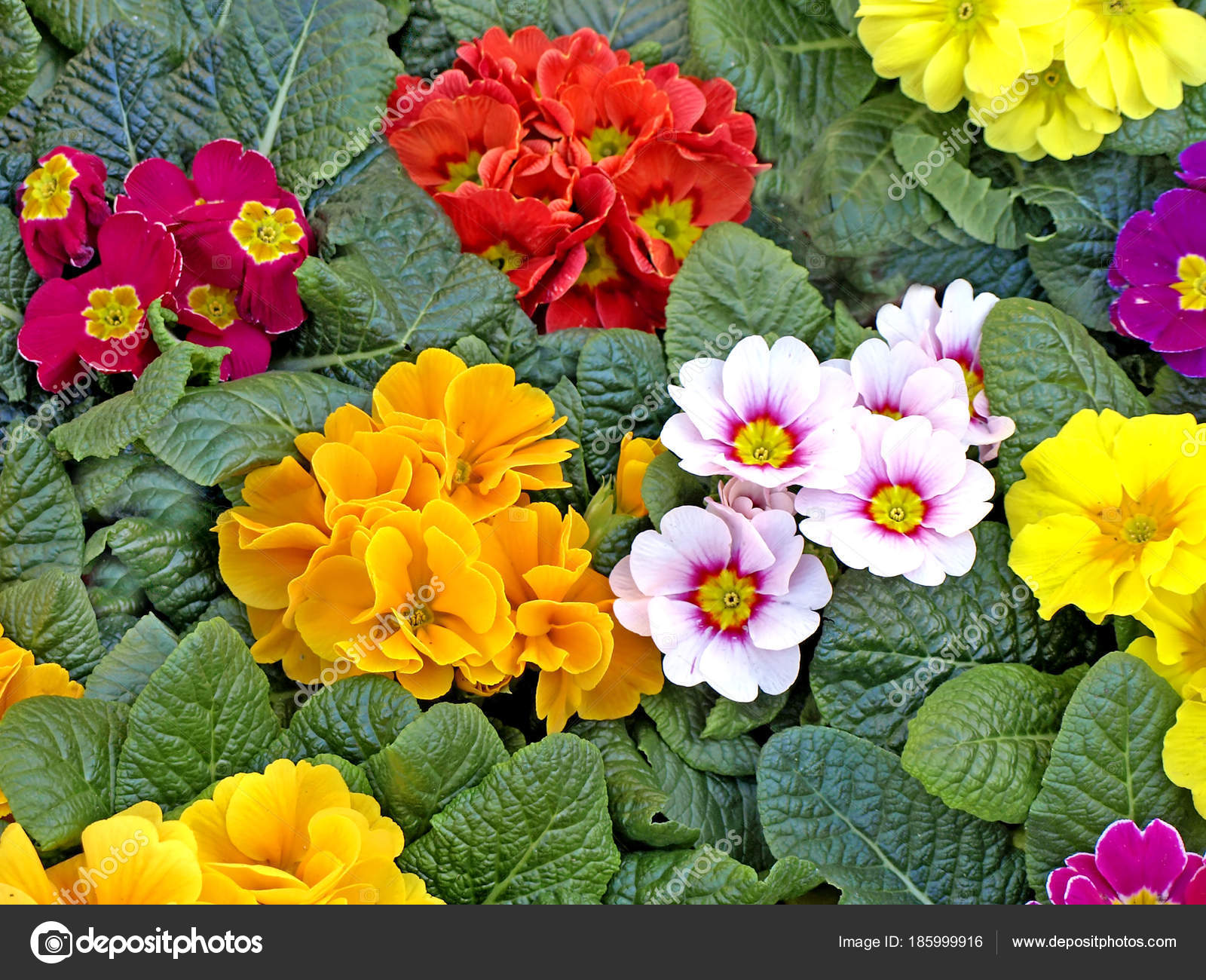 Prado Com Muitas Flores Coloridas fotos, imagens de © CHROMORANGE #185999916