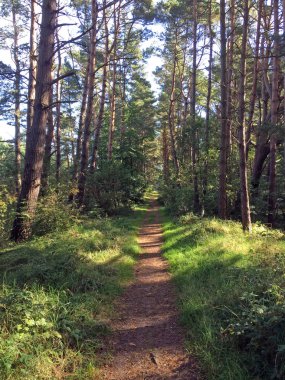 Orman yolu güneşli ışıkta