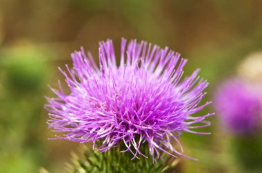 Thistle, Cirsium Vulgare yakın atış