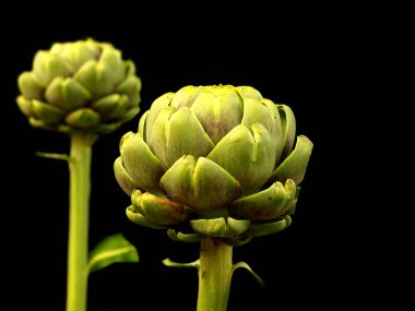 yakın çekim yeşil taze enginar sebze