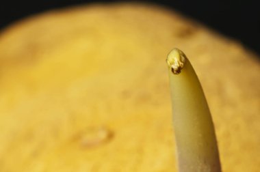 Patates yakın çekim yukarı