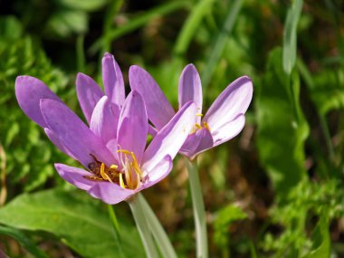 açık havada yakın çekim güzel mor safran çiçek açan çiçekler