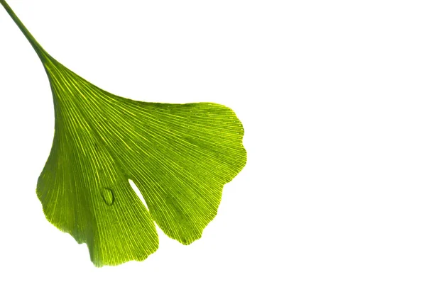 Närbild Färska Ginkgo Blad Bakgrund — Stockfoto