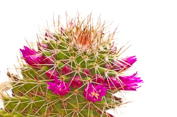 Zbliżenie Piękne Kwiaty Blooming Kaktus — Zdjęcie stockowe