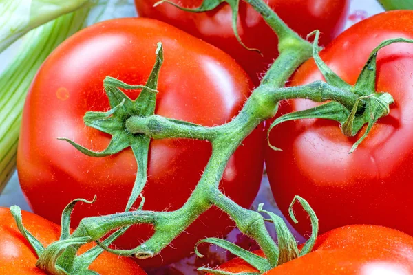 Tomaten Auf Grünen Zweigen — Stockfoto