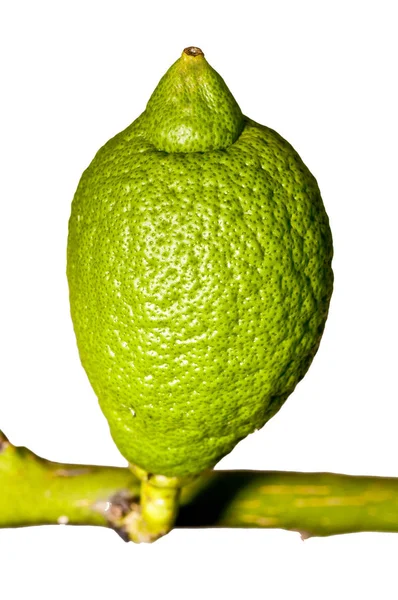 Omogna Citron Ett Träd Vit Bakgrund — Stockfoto