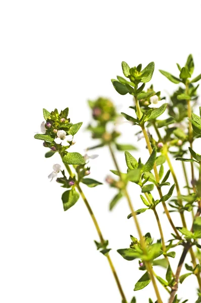 Färg Blommor Nära Upp Skott — Stockfoto