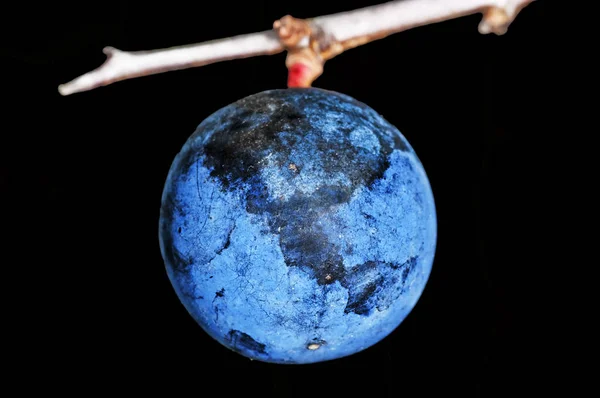Fruto Espino Negro Azul Rama Del Árbol Primer Plano — Foto de Stock